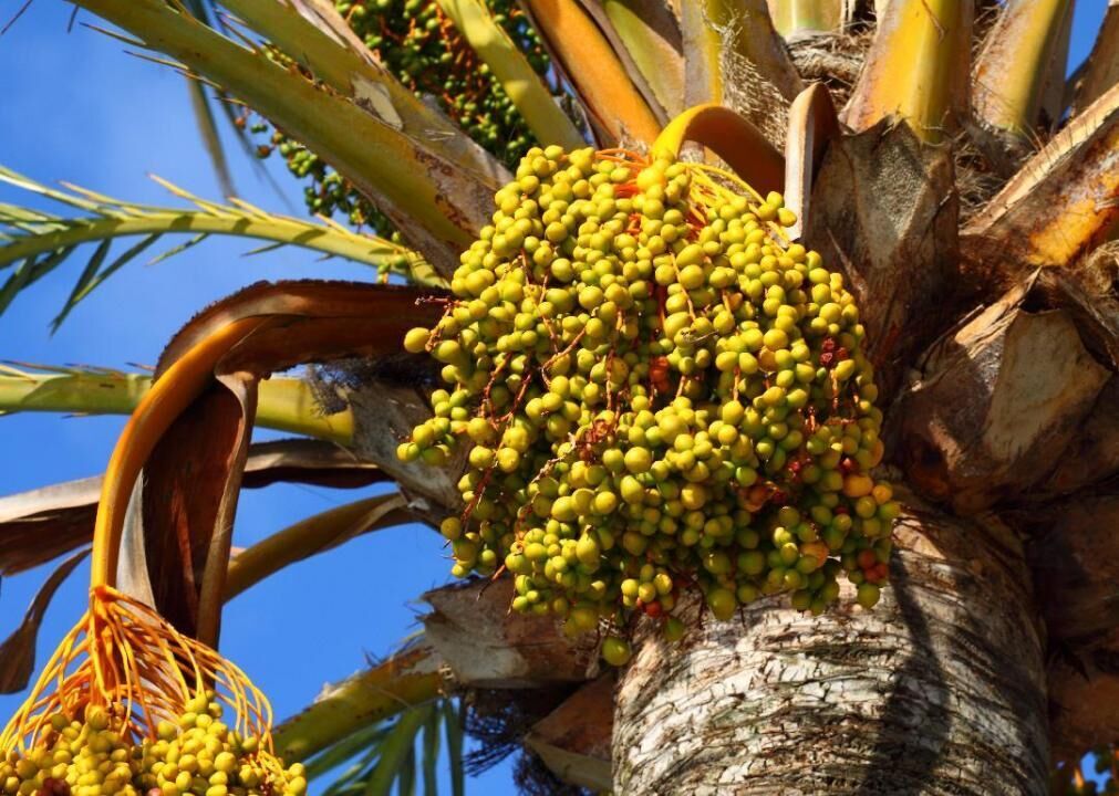 Palm oil